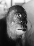 manchester museum 9-2023 8773-